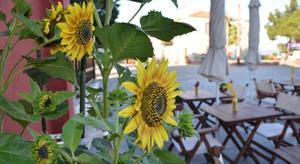 Helianthus Guesthouse